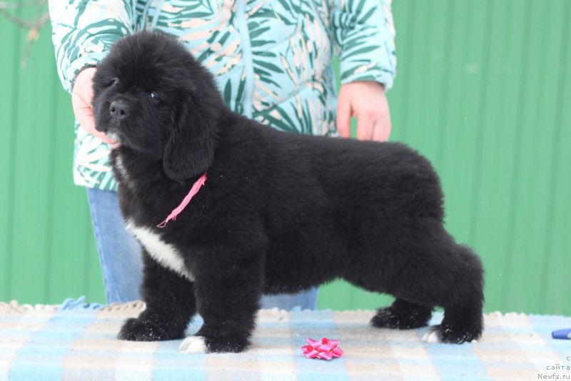 Фото: ньюфаундленд Akvian Song Yugene s Magical Beaytu (Аквианг Сонг Юджина Меджикал Бьюти)