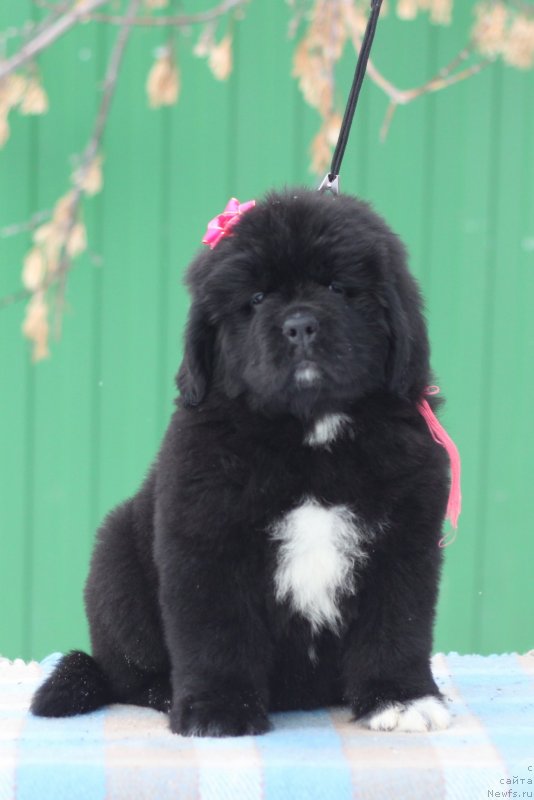 Фото: ньюфаундленд Akvian Song Yugene s Magical Beaytu (Аквианг Сонг Юджина Меджикал Бьюти)