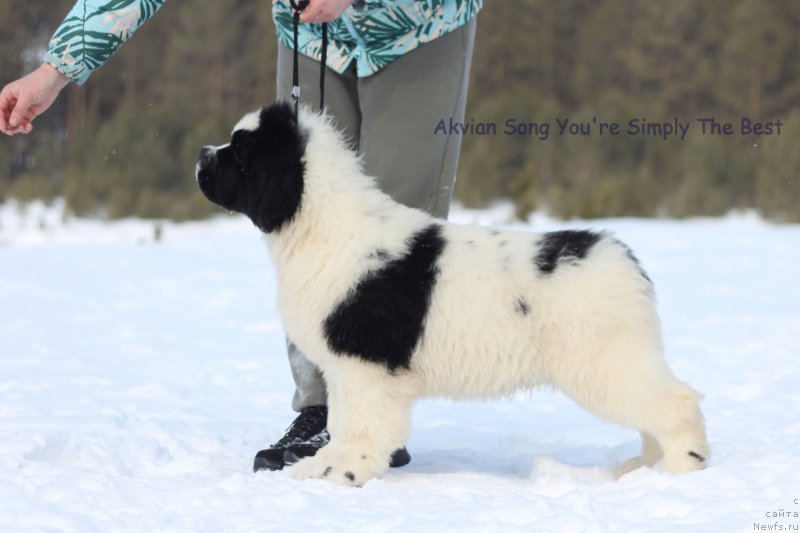 Фото: ньюфаундленд Akvian Song You're Simply the Best (Аквиан Сонг Ю'Ре Симпли зе Бэст)