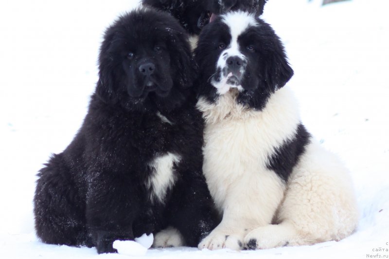 Фото: ньюфаундленд Akvian Song You're Simply the Best (Аквиан Сонг Ю'Ре Симпли зе Бэст), ньюфаундленд Akvian Song Yugene s Magical Beaytu (Аквианг Сонг Юджина Меджикал Бьюти)