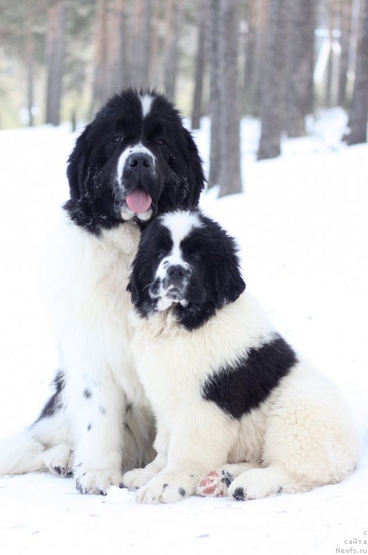 Фото: ньюфаундленд Oukaya Forever Noix-de-Coco, ньюфаундленд Akvian Song You're Simply the Best (Аквиан Сонг Ю'Ре Симпли зе Бэст)