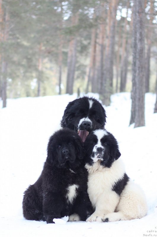 Фото: ньюфаундленд Akvian Song You're Simply the Best (Аквиан Сонг Ю'Ре Симпли зе Бэст), ньюфаундленд Oukaya Forever Noix-de-Coco, ньюфаундленд Akvian Song Yugene s Magical Beaytu (Аквианг Сонг Юджина Меджикал Бьюти)