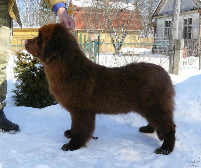 Фото: ньюфаундленд Maritsa s Berega Dona for Pchiolkin Dom (Марица с Берега Дона для Пчёлкиного Дома)