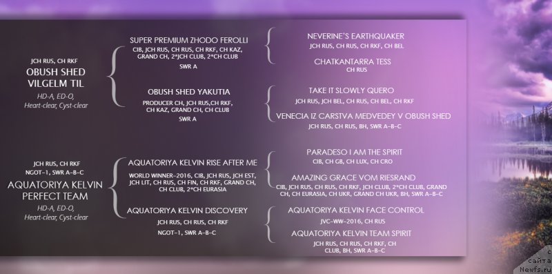 Фото: ньюфаундленд Obush SHed Vil'gel'm Til' (Обуш Шед Вильгельм Тиль), ньюфаундленд Akvatoriya Kelvin Perfekt Tim (Акватория Келвин Перфект Тим)