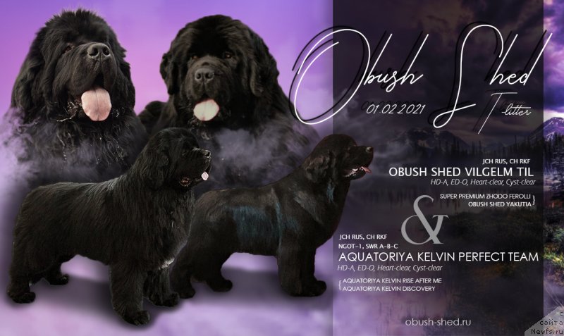 Фото: ньюфаундленд Obush SHed Vil'gel'm Til' (Обуш Шед Вильгельм Тиль), ньюфаундленд Akvatoriya Kelvin Perfekt Tim (Акватория Келвин Перфект Тим)