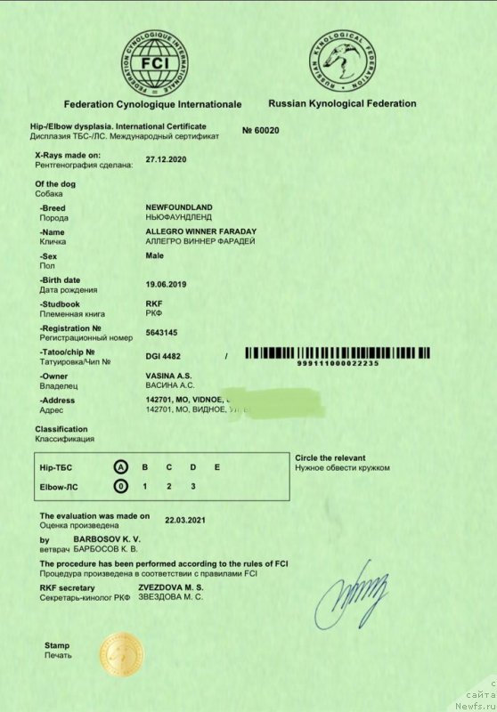 Фото: ньюфаундленд Allegro Winner Faraday (Аллегро Виннер Фарадей)