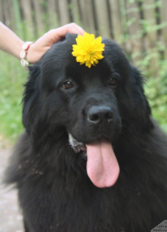 Фото: ньюфаундленд Super Bizon Flamingo (Супер Бизон Фламинго)