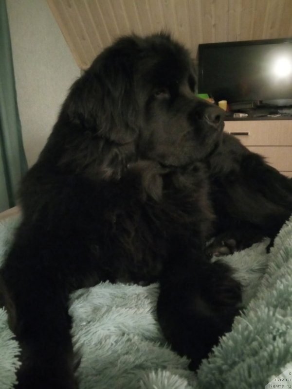 Фото: ньюфаундленд Super Bizon Flamingo (Супер Бизон Фламинго)