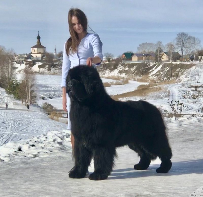 Фото: ньюфаундленд Stealbears Boston (Стеалбеарс Бостон)