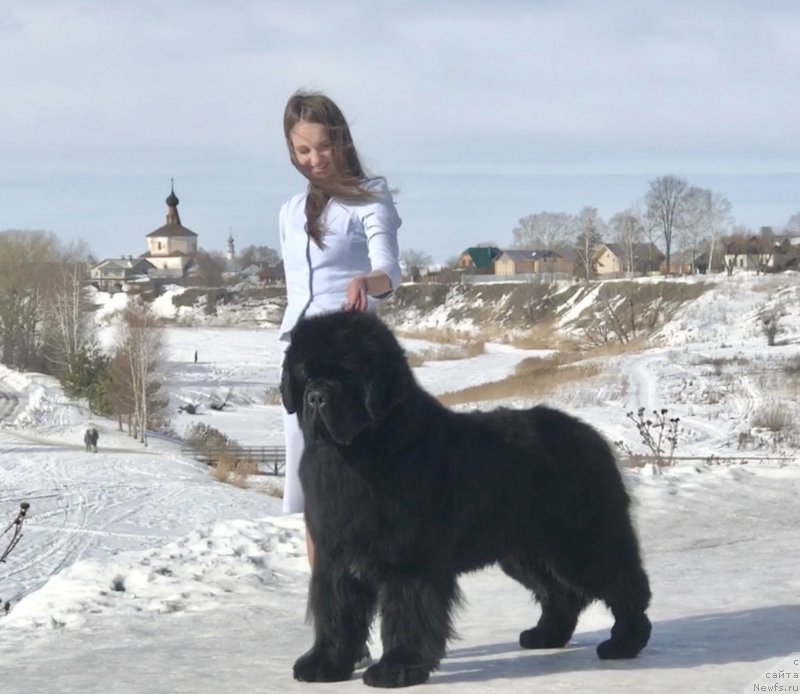 Фото: ньюфаундленд Stealbears Boston (Стеалбеарс Бостон)