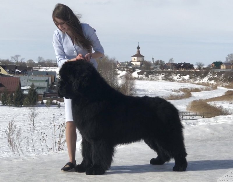 Фото: ньюфаундленд Stealbears Boston (Стеалбеарс Бостон)