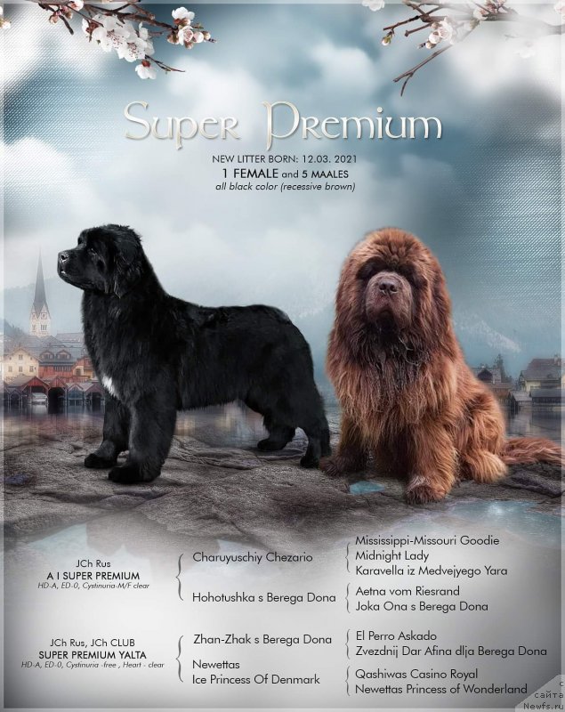 Фотография № 248300