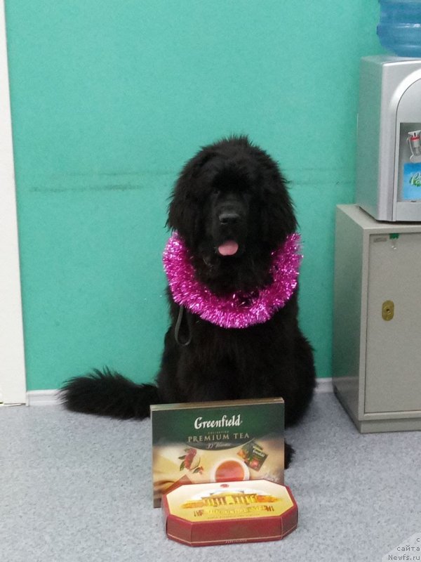 Фото: ньюфаундленд Bruno Mechta Velikana (Бруно Мечта Великана)