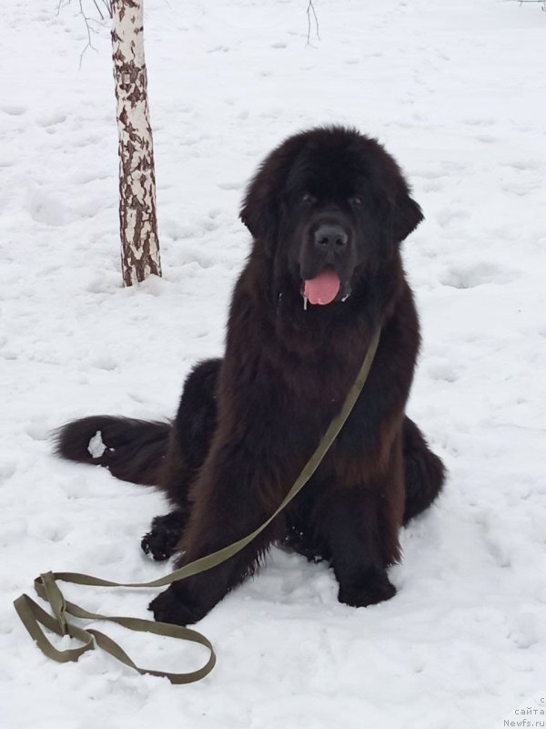 Фото: ньюфаундленд Bruno Mechta Velikana (Бруно Мечта Великана)
