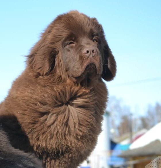 Фото: ньюфаундленд Hit Sheliko Ingeborga Impressiya (Хит Шелико Ингеборга Импрессия)