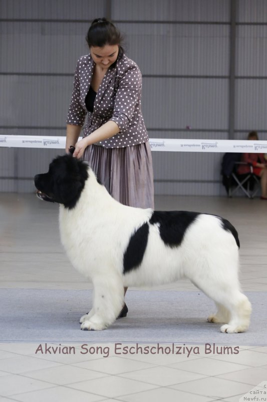 Фото: ньюфаундленд Akvian Song YEshol'ciya Blums (Аквиан Сонг Эшольция Блумс)