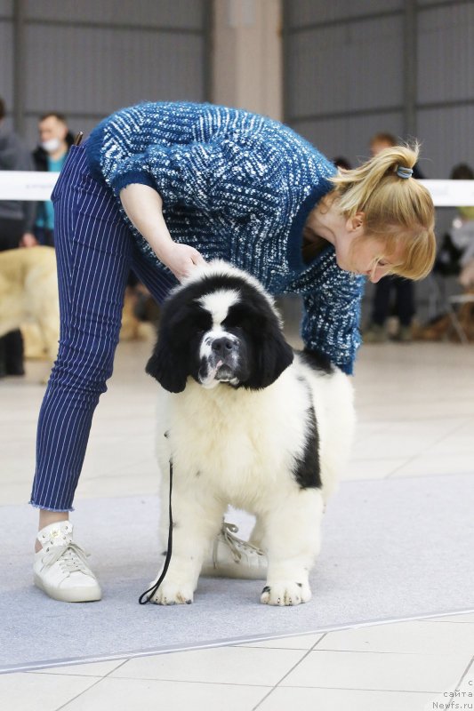 Фото: ньюфаундленд Akvian Song You're Simply the Best (Аквиан Сонг Ю'Ре Симпли зе Бэст)
