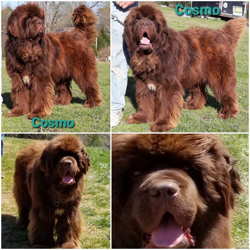 Фото: ньюфаундленд Super Premium Abu-Dabi (Супер Премиум Абу-Даби)