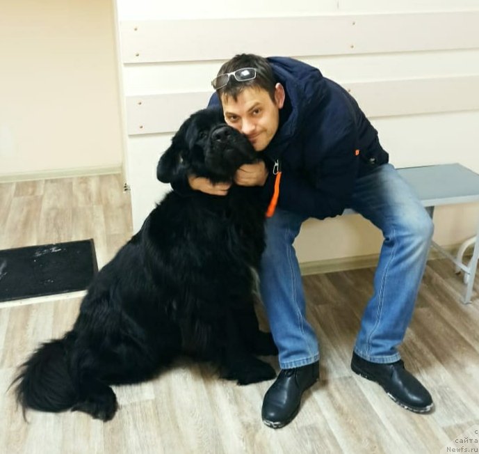 Фото: ньюфаундленд May Frend N'yufi Korsar Dreyk (Май Френд Ньюфи Корсар Дрейк)