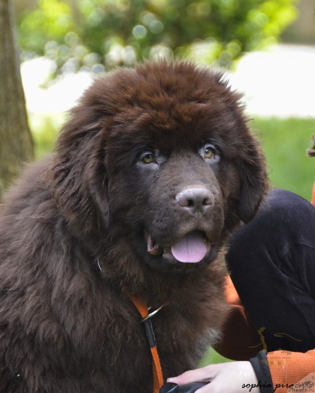 Фото: ньюфаундленд Super Premium In Beige Newfie Bears (Супер Премиум Ин Бейге Ньювф Беарс)