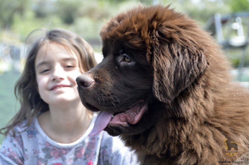 Фото: ньюфаундленд Super Premium In Beige Newfie Bears (Супер Премиум Ин Бейге Ньювф Беарс)