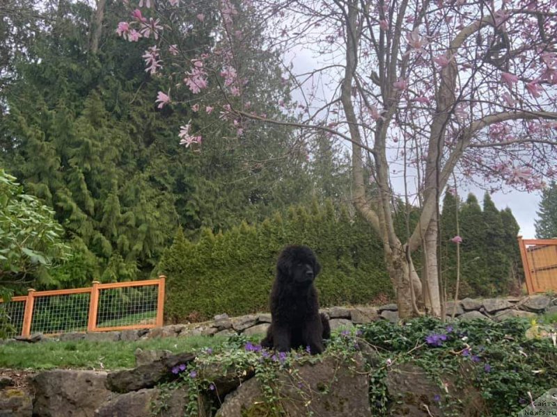 Фото: ньюфаундленд Super Premium Into a Dream (Супер Премиум Инту э Дрим)