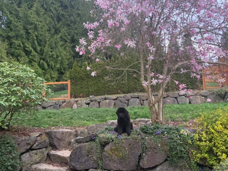 Фото: ньюфаундленд Super Premium Into a Dream (Супер Премиум Инту э Дрим)