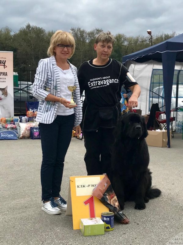 Фото: ньюфаундленд Charlotta Brownblood iz Antagrada (Чарлотта Браунблад из Антаграда)