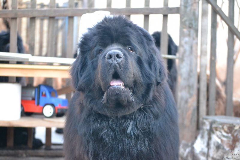 Фото: ньюфаундленд Vyatskiy Medved Prohor (Вятский Медведь Прохор)