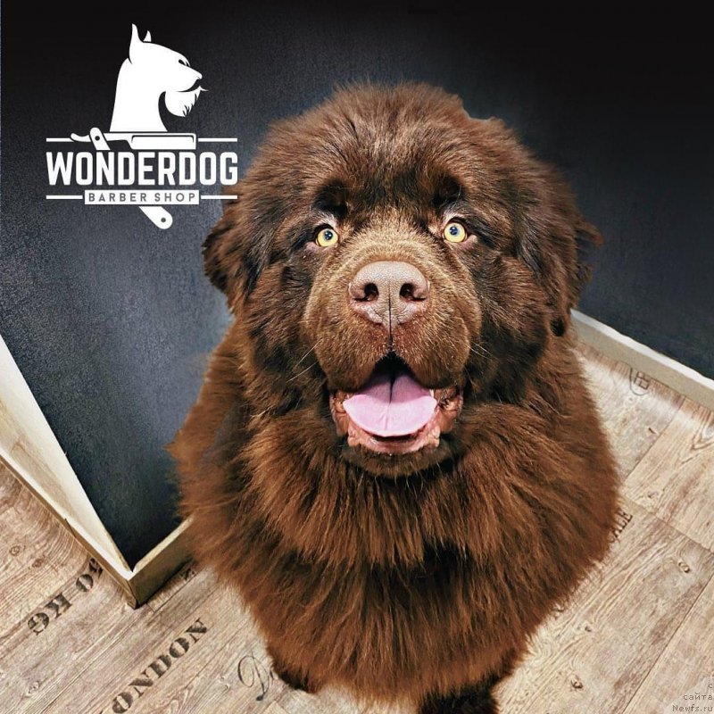 Фото: ньюфаундленд Super Premium Gros-Knollen (Супер Премиум Грос-Кноллен)