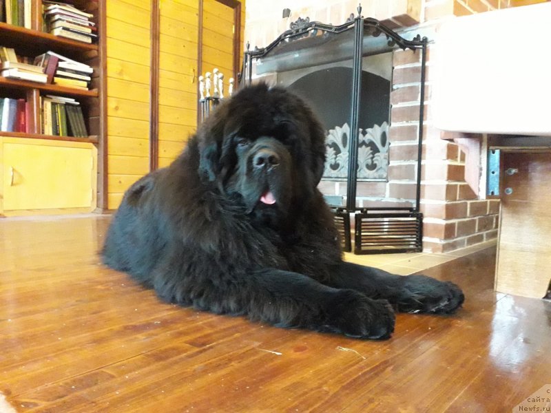 Фото: ньюфаундленд Aquatoriya Kelvin Headliner (Акватория Келвин Хедлайнер)