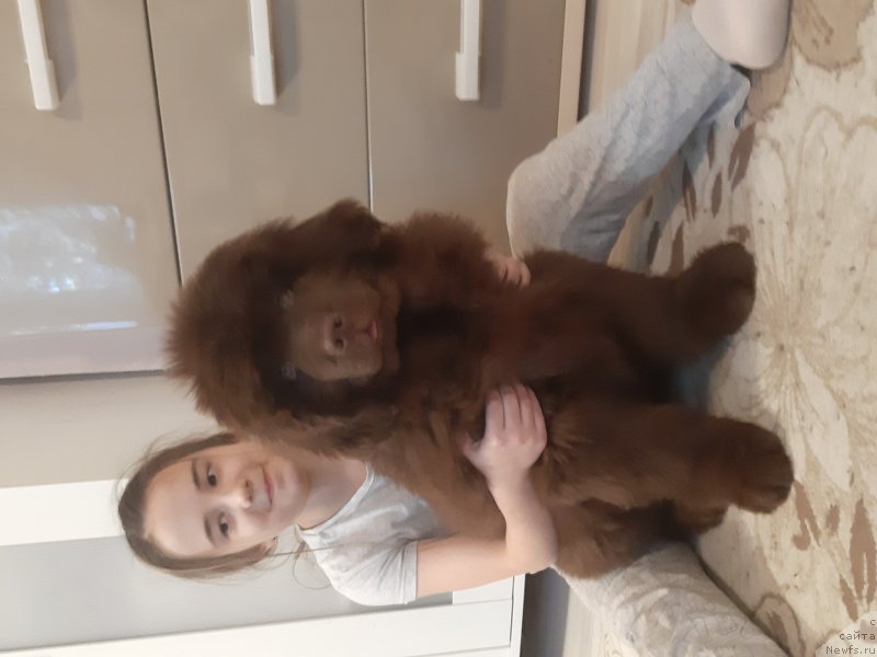 Фото: ньюфаундленд Hit Sheliko Imperial Super Premium (Хит Шелико Империал Супер Премиум)