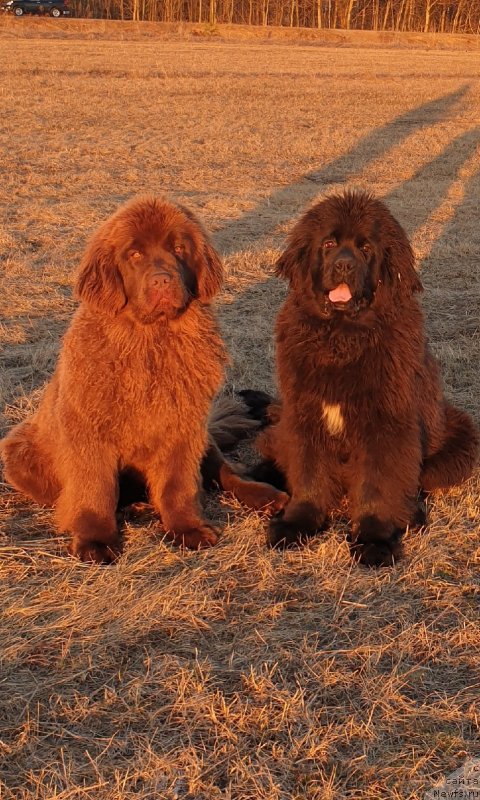 Фото: ньюфаундленд Hit Sheliko Ingeborga Impressiya (Хит Шелико Ингеборга Импрессия), ньюфаундленд Hozjain Taygi Chest (Хозяин Тайги Честь)
