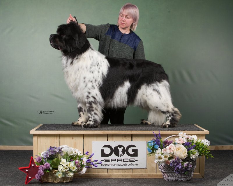 Фото: ньюфаундленд Orchid Blossom for Stealbears (Орхид Блоссом фор Стеалбеарс)