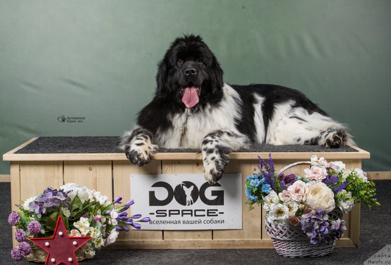 Фото: ньюфаундленд Orchid Blossom for Stealbears (Орхид Блоссом фор Стеалбеарс)