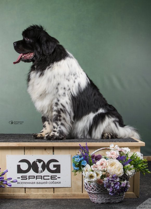 Фото: ньюфаундленд Orchid Blossom for Stealbears (Орхид Блоссом фор Стеалбеарс)