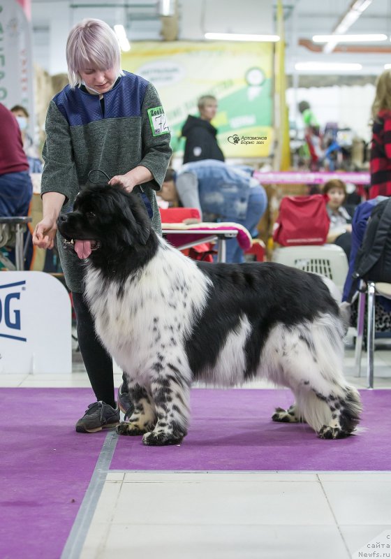 Фото: ньюфаундленд Orchid Blossom for Stealbears (Орхид Блоссом фор Стеалбеарс)