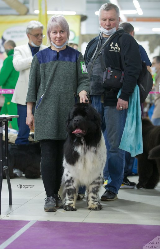 Фото: ньюфаундленд Orchid Blossom for Stealbears (Орхид Блоссом фор Стеалбеарс)