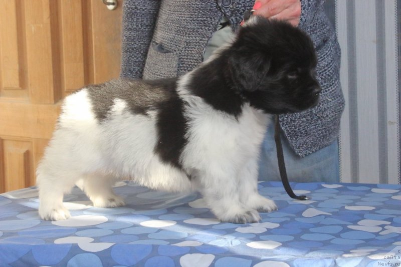 Фото: ньюфаундленд Orchid Blossom for Stealbears (Орхид Блоссом фор Стеалбеарс)