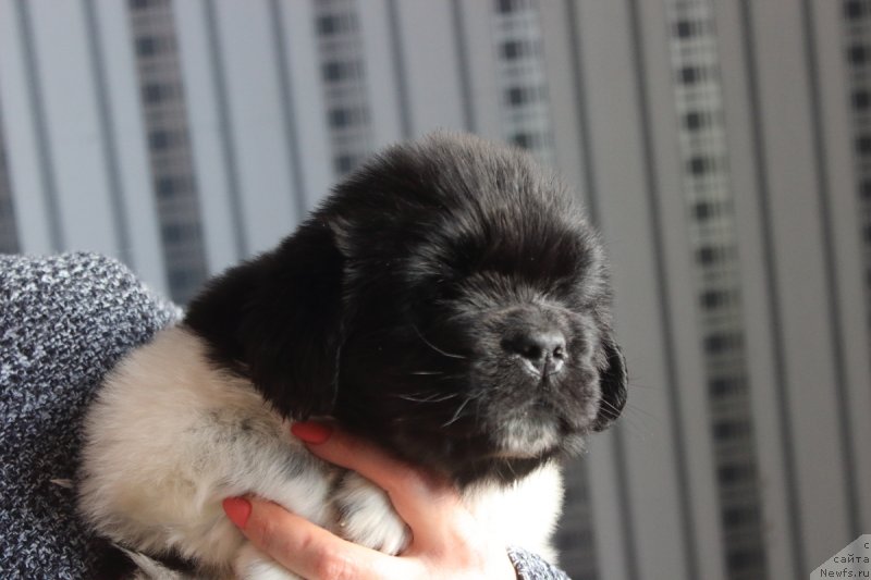 Фото: ньюфаундленд Orchid Blossom for Stealbears (Орхид Блоссом фор Стеалбеарс)