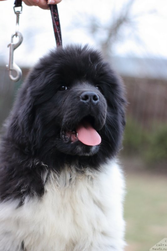 Фото: ньюфаундленд Orchid Blossom for Stealbears (Орхид Блоссом фор Стеалбеарс)