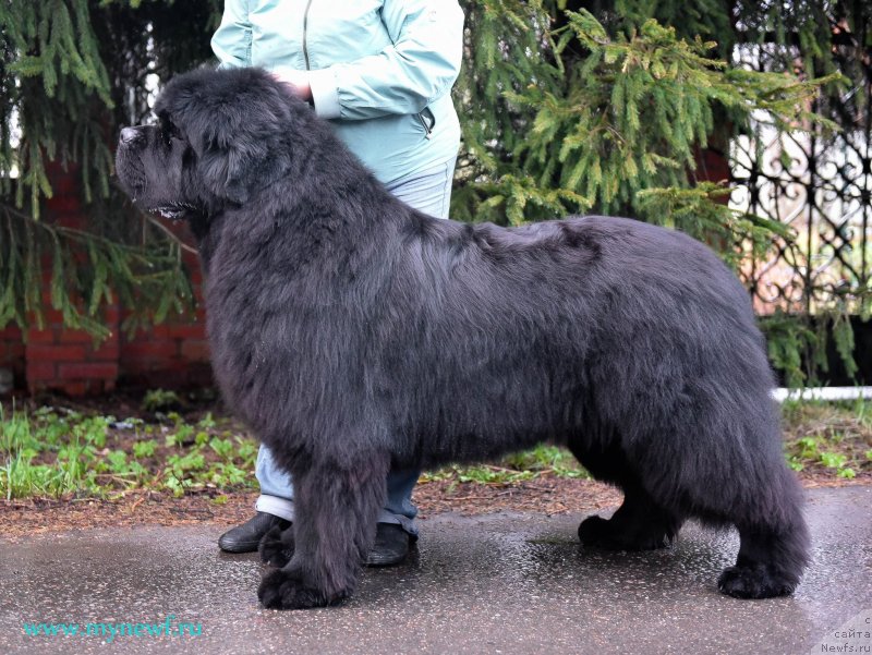 Фото: ньюфаундленд Aquatoriya Kelvin Headliner (Акватория Келвин Хедлайнер)