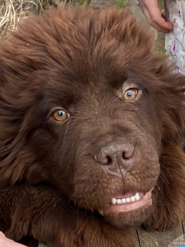 Фото: ньюфаундленд Super Premium Izum (Супер Премиум Изюм)