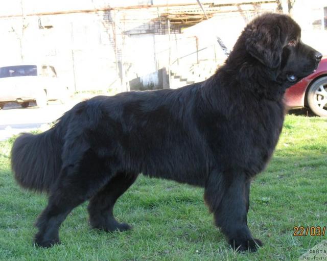 Фото: ньюфаундленд Aquatoriya Kelvin Zavetnaya Mechta (Акватория Келвин Заветная Мечта)