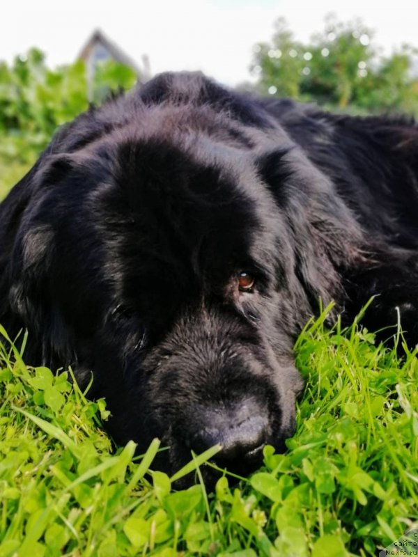 Фото: ньюфаундленд Severus Tobias Snegg (Северус Тобиас Снегг)