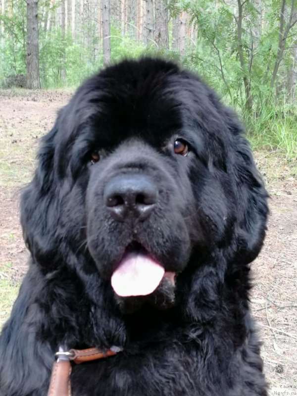 Фото: ньюфаундленд Pomona is Antagrada (Помона из Антаграда)