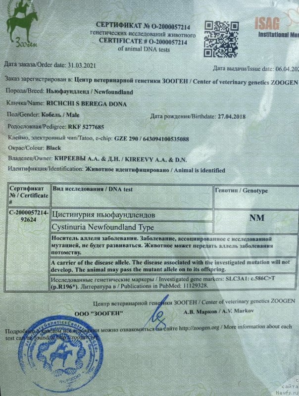 Фото: ньюфаундленд Richchi s Berega Dona (Риччи с Берега Дона)