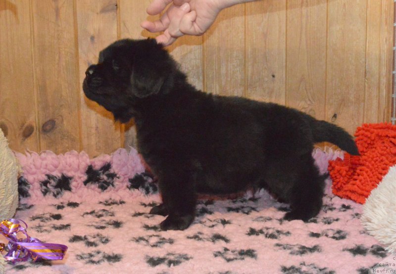 Фото: щенок кобель фиолетовая лента, ньюфаундленд Smigar Juk V Muravejnike (Смигар Жук в Муравейнике)