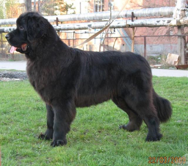 Фото: ньюфаундленд Aquatoriya Kelvin Zavetnaya Mechta (Акватория Келвин Заветная Мечта)