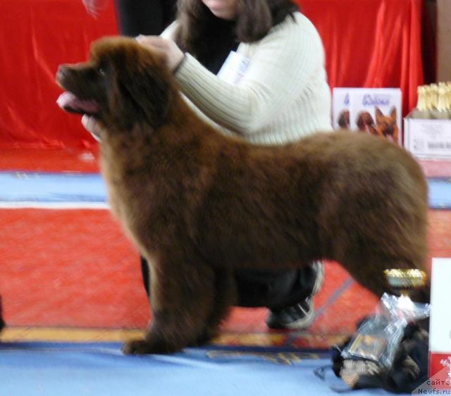 Фото: ньюфаундленд Maritsa s Berega Dona for Pchiolkin Dom (Марица с Берега Дона для Пчёлкиного Дома)